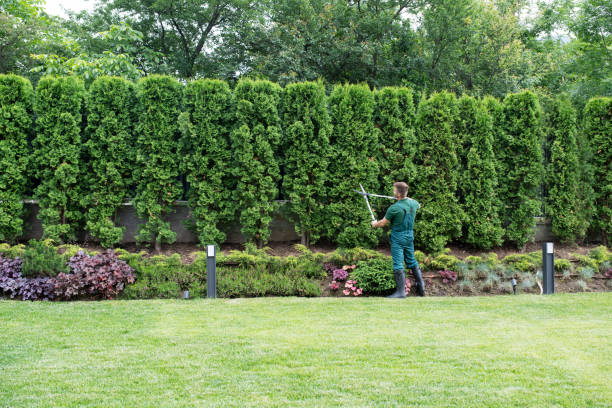 Leaf Removal in Buckingham, FL