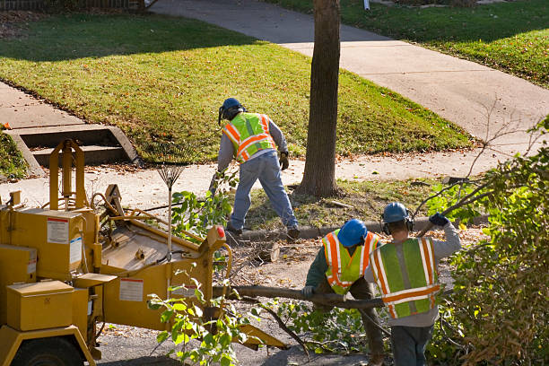 Best Leaf Removal  in Buckingham, FL